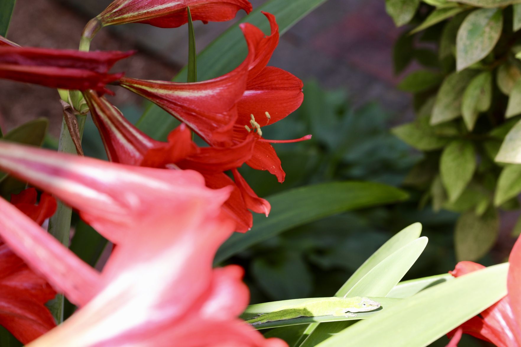 Amaryllis Bloom